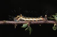 Acronicta tridens