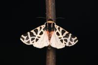 Cymbalophora pudica