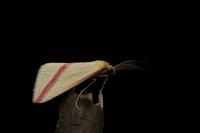 Rhodometra sacraria