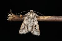 Meganephria bimaculosa