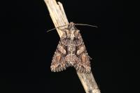 Dryobotodes tenebrosa