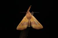 Atethmia centrago