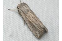 Mythimna riparia
