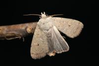Xestia castanea
