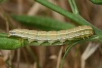 Heliothis viriplaca