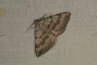 Scotopteryx bipunctaria