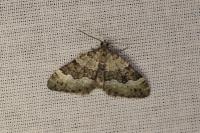 Colostygia aptata
