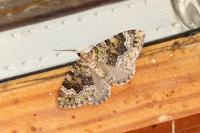 Colostygia olivata