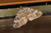 Perizoma minorata