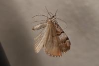 Aplocera praeformata
