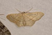 Idaea aversata