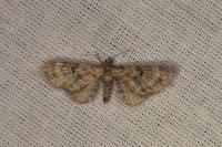 Eupithecia linariata/pulchellata/pyreneata