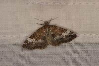 Perizoma alchemillata