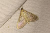 Patania ruralis