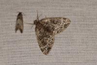 Ecliptopera silaceata