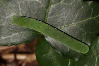 Phlogophora meticulosa