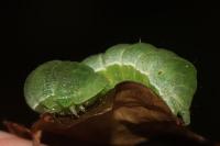 Phlogophora meticulosa