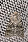 Polymixis xanthomista