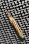 Agriphila deliella