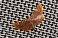 Hypsopygia costalis