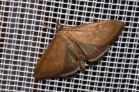 Anania terrealis