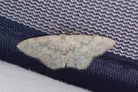 Scopula marginepunctata