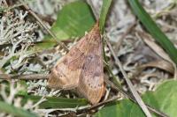 Uresiphita gilvata