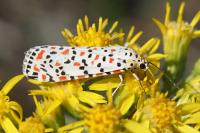 Utetheisa pulchella