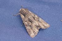 Mniotype solieri