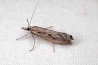 Agriphila tersella