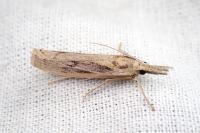 Agriphila tersella