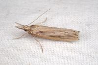 Agriphila tersella
