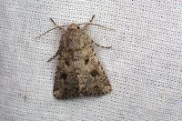 Anarta sodae