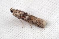 Ancylosis oblitella