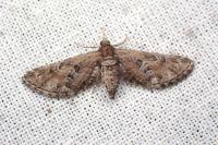Eupithecia variostrigata
