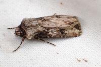 Agrotis catalaunensis
