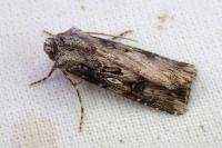 Agrotis catalaunensis