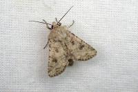 Anarta sodae