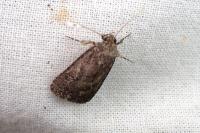 Caradrina germainii
