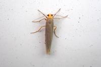 Eilema caniola
