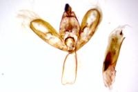 Eilema caniola
