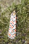 Utetheisa pulchella