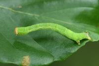 Cyclophora linearia