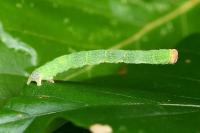 Cyclophora linearia