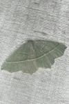 Campaea margaritaria