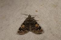 Idia calvaria