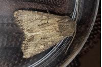 Luperina testacea