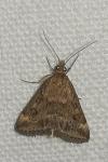 Pyrausta despicata