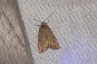 Spodoptera exigua