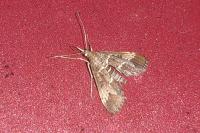 Duponchelia fovealis